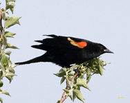 Red winged Blackbird 5415
